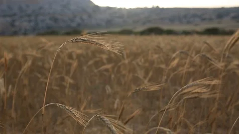 An ear of wheat in the wind Stock Footage 106291396