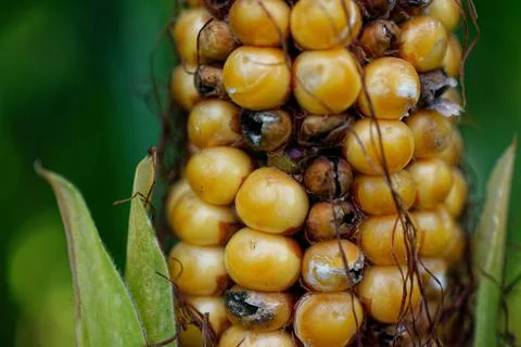 Ear of wild corn in a cornfield close-up. Stock Photos