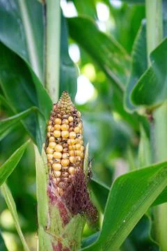 Ear of wild corn in a cornfield close-up. Stock Photos