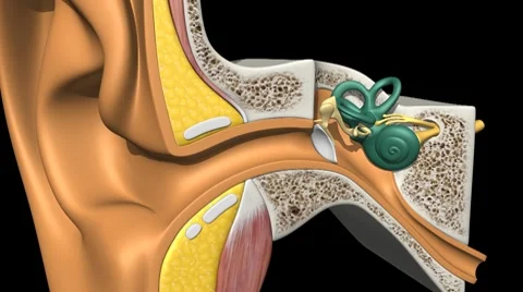 Ear X-Section, Rotate &amp; Zoom B Vidéo 7766102