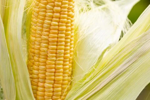 Ear of yellow corn with the kernels still attached to the cob on the stalk in Stock Photos
