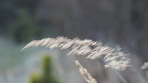 Ear of yellow dry grass moving, swinging from gusts of wind Stock Footage 107040833