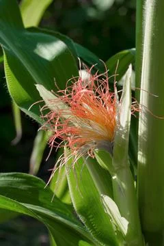 Ear of young corn Stock Photos