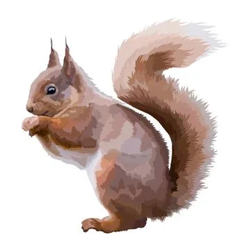 Earasin red squirrel, realistic vector illustration wild animal. Stock Illustration