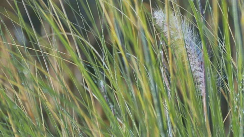 Eared fluffy grass after rain Stock Footage 95734566