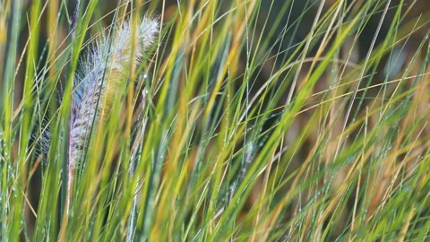 Eared fluffy grass behind green stems after rain Stock Footage 93987284
