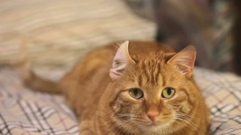 Eared Ginger Cat Stock Footage 89318803