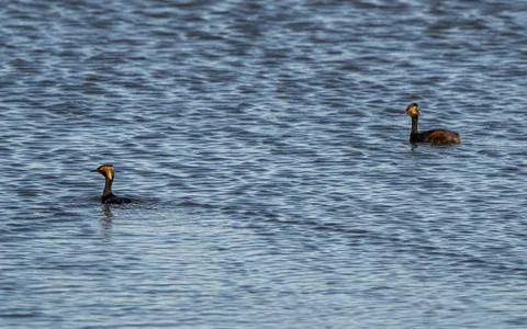 Eared Grebe Canada Stock Photos