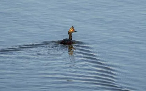 Eared Grebe Canada Stock Photos