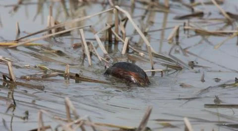 Eared Grebe diving Stock Photos