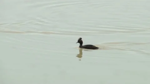 Eared Grebe Stock Footage 11507417