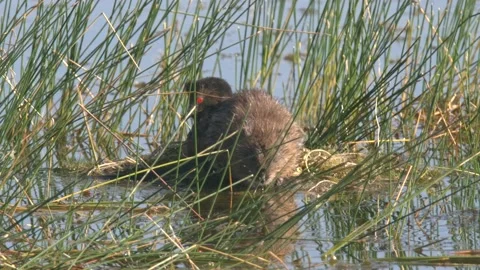 Eared Grebe Nesting Intolerant to Muskra... | Stock Video | Pond5