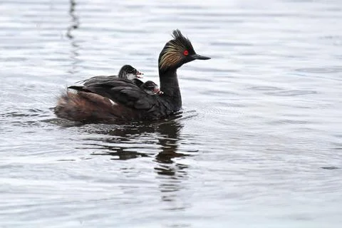 An eared grebe with two chicks on its back Stock Photos