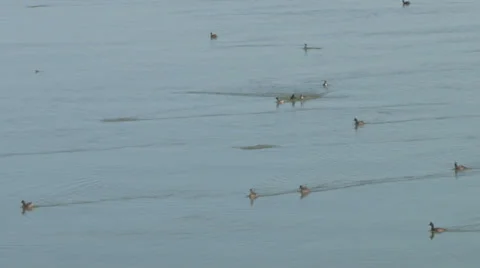 Eared grebes Stock Footage 32207430