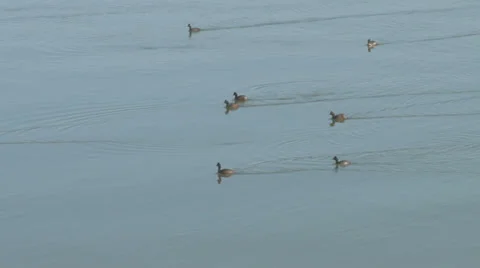 Eared grebes Stock Footage 32207518