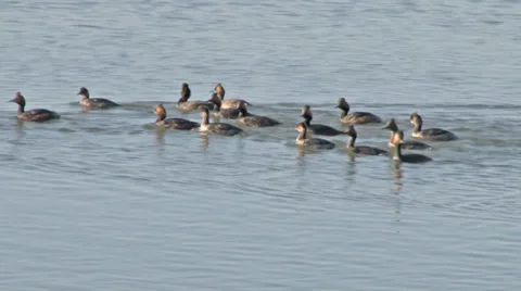 Eared grebes Stock Footage 37204457