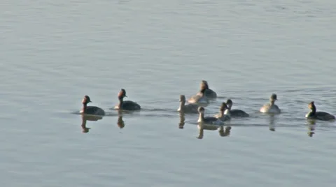 Eared grebes Stock Footage 37204481