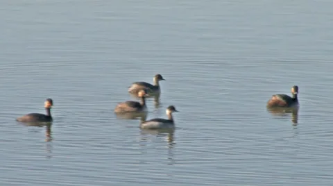 Eared grebes Stock Footage 37204484