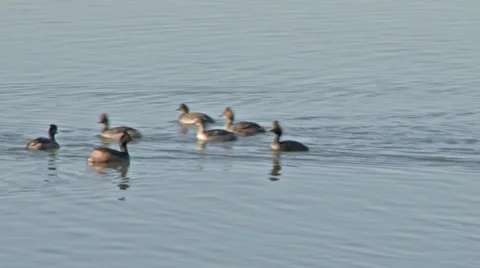 Eared grebes Stock Footage 37204494