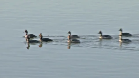Eared grebes Stock Footage 37204512