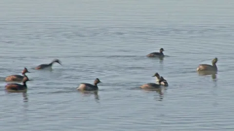 Eared grebes Stock Footage 37204545