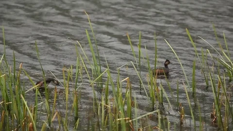 Eared Grebes (Podiceps nigricollis) testing out nest Stock Footage