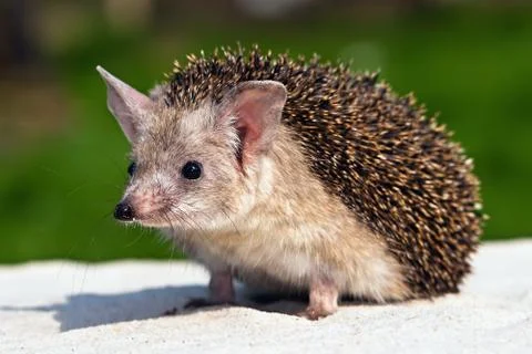 Eared hedgehog on the sand Photos