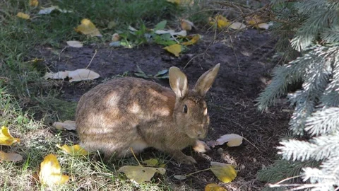 Eared rabbit eating grass. Wild bunny life. Stock Footage 144754086