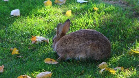 Eared rabbit eating grass. Wild bunny life. Video stock 144759776