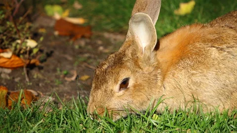 Eared rabbit eating grass. Wild bunny life. Video stock 144759843