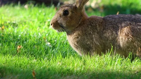 Eared rabbit eating grass. Wild bunny life. Video stock 157671883