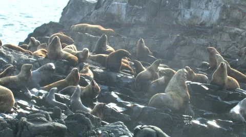 EARED SEAL  Video stock 706700