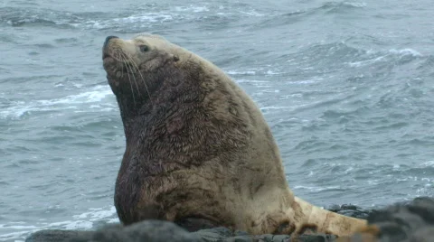 EARED SEAL  Stockbeeldmateriaal 708440