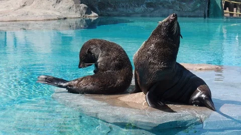 Eared seal Stock Footage 93115791