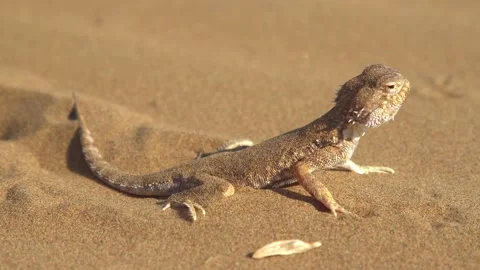 Eared spotted toad-headed Agama Stock Footage 166268048