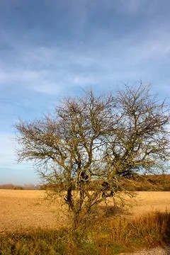 An eared tree on an empty field against a blue sky Stock Photos