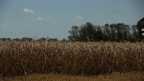 Eared wheat field Stock Footage 82292345