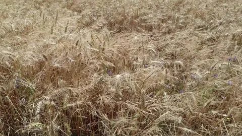 Earing wheat in the field. Stock Footage 280988889