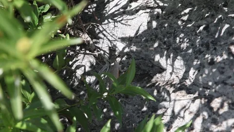 Earless Lizard in Pedernales Falls State Park. Video stock 76873552