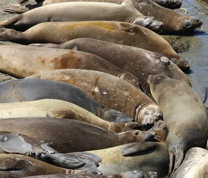 Earless seal - Phocidae Foto stock