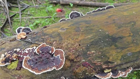 Earliella scabrosa 스톡 동영상 321847359