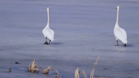 Early arrival of pair of swans on winter ice lake 스톡 동영상 105411642