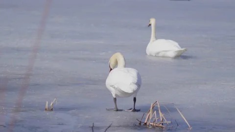 Early arrival of pair of swans on winter ice lake Vidéo 105411648