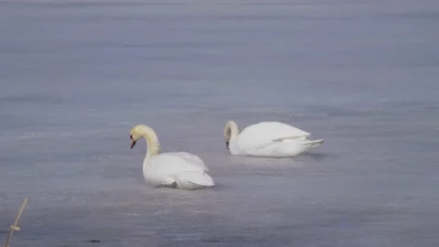 Early arrival of pair of swans on winter ice lake Stockbeeldmateriaal 105411746