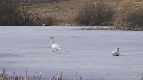 Early arrival of pair of swans on winter ice lake Vidéo 105411748