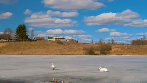Early arrival of pair of swans on winter ice lake Stockbeeldmateriaal 105411979