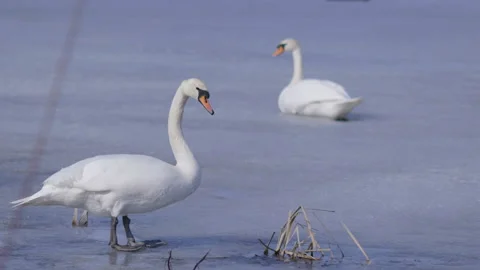 Early arrival of pair of swans on winter ice lake 스톡 동영상 105412031