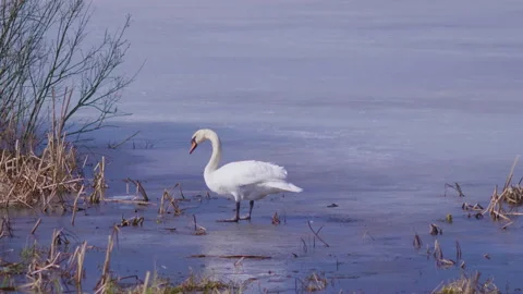 Early arrival of swans on winter ice lake Stockbeeldmateriaal 105411901