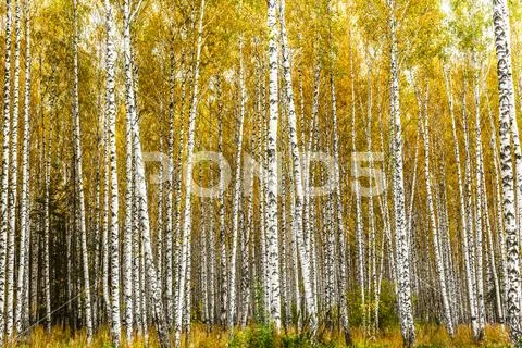 Early autumn birch grove Stock Photos