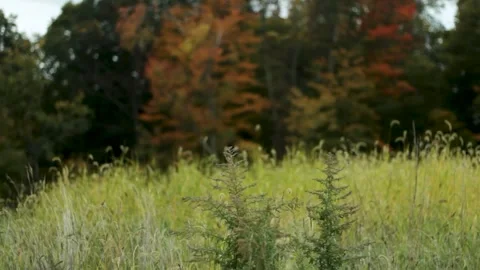 Early Autumn Field Stock Footage 301575119